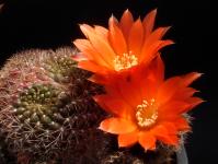 Thumbnail of 1156_Rebutia margarethae_20120520(1).jpg